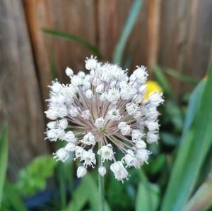 Meet your Posher, Shān